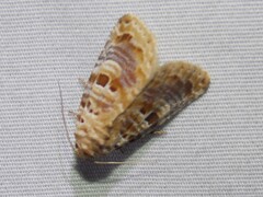 Diastema tigris