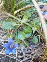 Gentiana newberryi