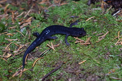 Plethodon montanus