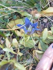 Gentiana newberryi