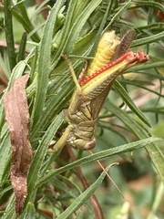 Melanoplus yarrowii