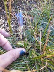Gentiana newberryi