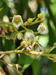 Elaeocarpus decipiens