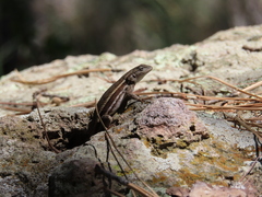 Sceloporus virgatus