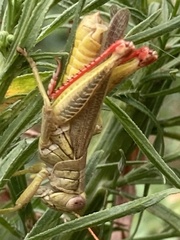 Melanoplus yarrowii