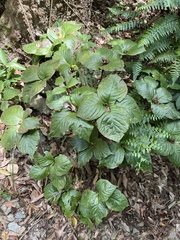 Chloranthus oldhamii