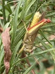 Melanoplus yarrowii