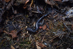 Desmognathus orestes