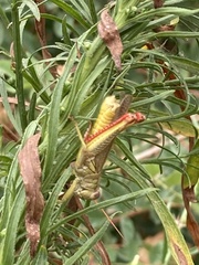 Melanoplus yarrowii