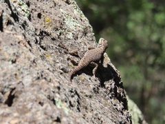 Sceloporus jarrovii
