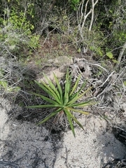 Agave karwinskii