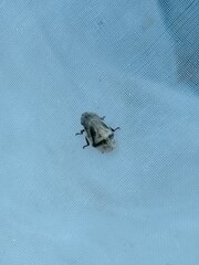 Lepyronia coleoptrata