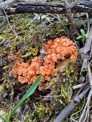 Ramaria