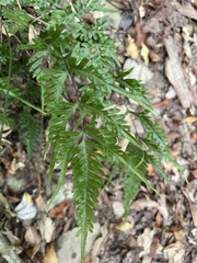 Pteris dispar