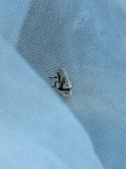 Lepyronia coleoptrata