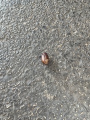 Phyllophaga