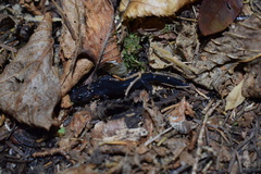Plethodon montanus