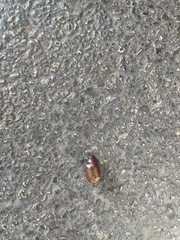 Phyllophaga