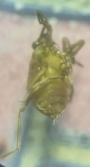 Microvelia americana