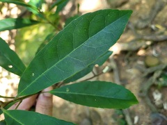 Elaeocarpus decipiens