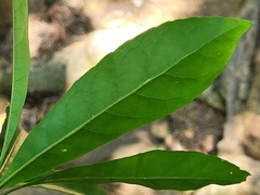 Elaeocarpus decipiens
