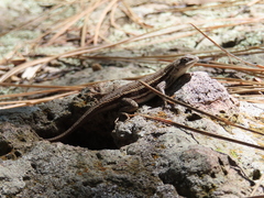 Sceloporus virgatus