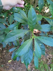 Elaeocarpus decipiens