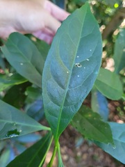 Elaeocarpus decipiens