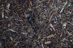 Desmognathus orestes