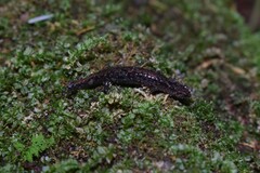 Desmognathus orestes