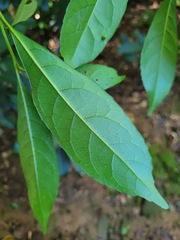 Elaeocarpus decipiens