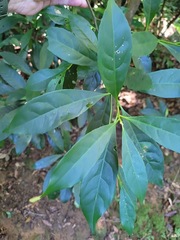 Elaeocarpus decipiens