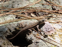Sceloporus virgatus