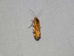 Spragueia jaguaralis