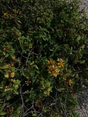 Galphimia glauca