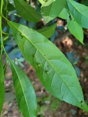 Elaeocarpus decipiens