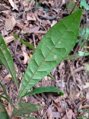 Elaeocarpus decipiens