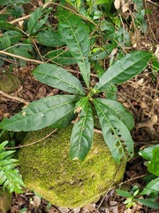 Elaeocarpus decipiens