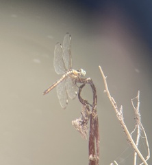 Libellula comanche