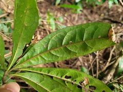 Elaeocarpus decipiens