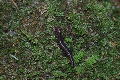 Desmognathus orestes