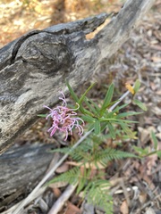 Grevillea sericea