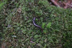 Desmognathus orestes