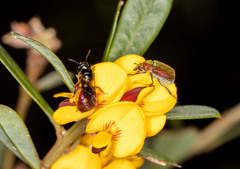 Diphucephala