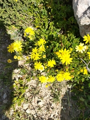 Senecio lautus