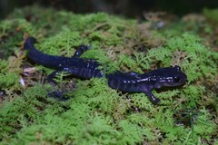 Plethodon montanus