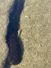 Holothuria leucospilota