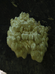 Hericium