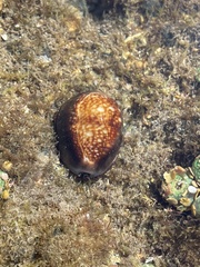 Monetaria caputserpentis