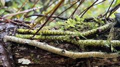 Microsorum pustulatum